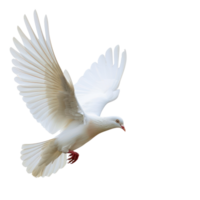 white pigeon or dove flying isolate on transparency background png