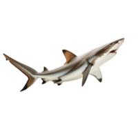 Shark side view full body isolate on transparency background png