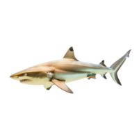 Shark side view full body isolate on transparency background png