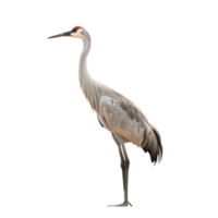 crane bird side view full body isolate on transparency background png