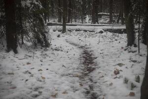 Path through the snow in the forest. Path in the first snow. Wilderness in winter. photo