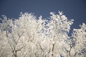 Forest in frost. Trees in the snow. Sunny day in winter. photo