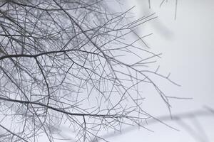 Tree branches in winter. Snow on branches. Details of winter nature. photo