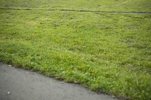 Lawn in the park. Green zone in the city. Asphalt next to green grass. photo
