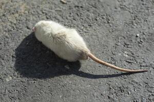 White rat running on asphalt. Rat on the street. The pet ran away. photo