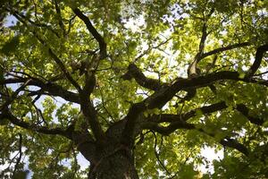 Oak branches. Mighty oak tree with green leaves. Tree in summer. photo