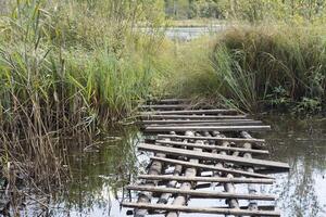 A bridge made of planks in a swamp. Bridge to the water. Impassable place on the lake. photo