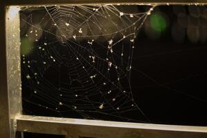 Spider web in evening. Spider and spider web in building. Net for catching insects. photo