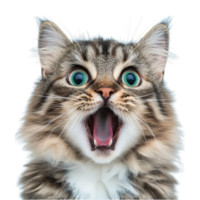 A cat with its mouth open and its eyes wide open png
