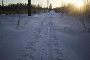 Ski track in the forest. Snow in the forest. Path in a dark forest. photo