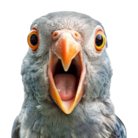 A close up of a bird with its mouth open png