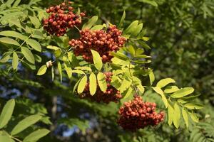 Red rowan. Berries on tree. Rowan bush. photo