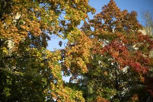 Autumn trees in sunlight. Autumn colors in nature. photo