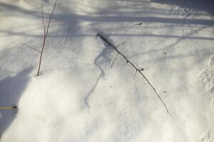 Snow-covered field. Thawed patches in the snow. Lots of snow on a sunny day. photo