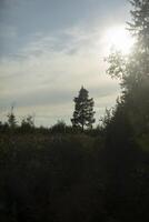 Tree in field. There is only one spruce in field. Natural scenery in summer. photo