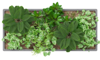 Top view of rectangular plant pot featuring lush green foliage and decorative plants. On transparent background. Ideal for use in architectural floor plans, garden design, landscaping projects. 3D. png