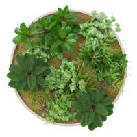 Top view of round plant pot featuring lush green foliage and decorative plants. On transparent background. Ideal for use in architectural floor plans, garden design, and landscaping projects. 3D. png