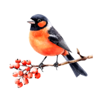 Watercolor Bullfinch Perched on a Branch Illustration on a transparent background png
