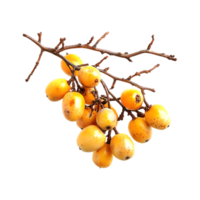 Illustration of marula fruit with berries and branches in watercolor on a transparent background png