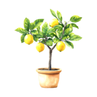 Watercolor lemon tree in a pot with on a transparent background png