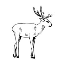 Hand-drawn ink simple drawing. Young reindeer with horns, in full growth, side view isolated on a white background. Forest animal, zoo, wildlife. vector