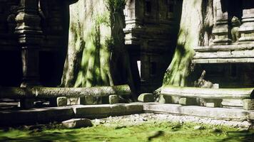 Ancient temple ruins in Cambodia embraced by lush vegetation and roots video