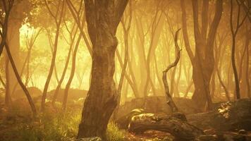 Golden sunlight filters through trees in a serene forest at dawn video