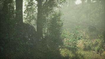 Early morning mist envelops a tranquil forest landscape with dense greenery video