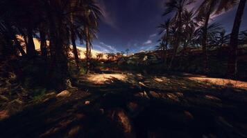 A tranquil desert oasis with palm trees under a bright blue sky at sunset video