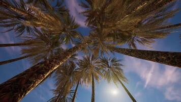 A stunning view of swaying palm trees reaching towards a bright sunny sky video