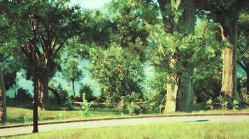 A peaceful park path surrounded by lush greenery on a sunny day video