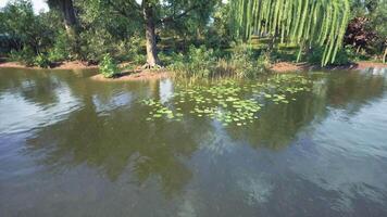 Lily pad covered pond surrounded by lush greenery in a serene park setting video