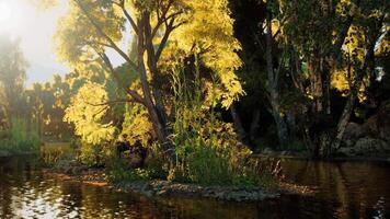 Golden sunlight bathes a serene island surrounded by tranquil water at dawn video