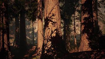 Majestic sequoia trees casting shadows in a serene forest setting video