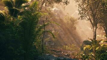 Sunlight filters through lush foliage in a tranquil forest setting at dawn video