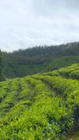 panorâmico Visão do chá Campos dentro Taiwan. Ação. encosta chá plantações com nublado céu acima. video