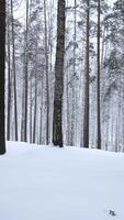 Beautiful scenery with snowy white forest In winter frosty day. Media. Amazing pine scenic view of park woods. video