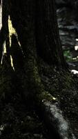 Roots of an old tree overgrown with moss video