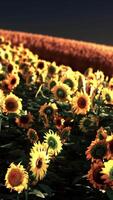 campo de girasol bañado por la luz dorada del sol poniente video