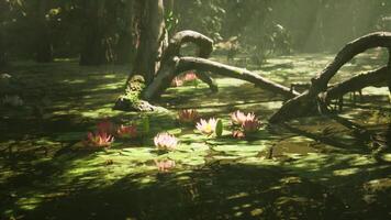Serene lily pads and sunlit trees in a tranquil forest pond video