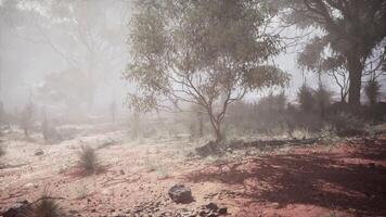 Misty landscape with sparse vegetation in a remote Australian outback setting video