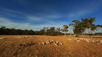 Running sheep in the field video