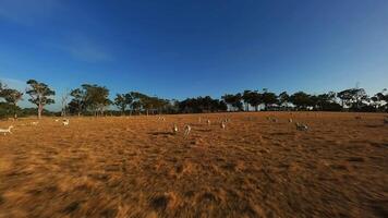 Sheep in the field run in a flock Drone footage video