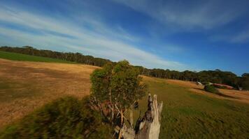 Lonely tree in the field drone shooting video
