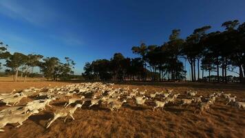 Sheep in the field run in a flock Drone footage video