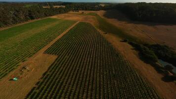 Grape fields in Australia. filming from a drone. video
