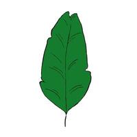 banana tropical leaf graphic. Wildlife green plants and jungle fresh foliage. element isolated on a white background. Hello summer graphic elements in flat design. vector