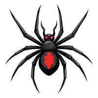 Spider black widow isolated on white background vector