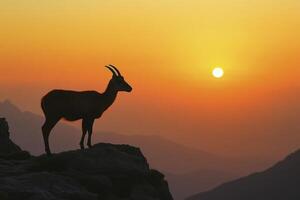 A goat standing on a rock at sunset photo