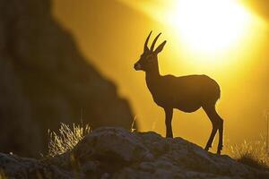 A deer stands on a hill with the sun setting behind it photo